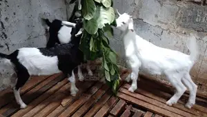 පිරිමි එලු පැටවුන්