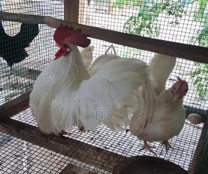 Farm Chicken