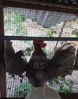 Farm Chicken