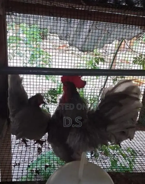 Farm Chicken