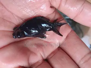 Black Moor Gold Fish