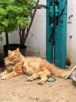 Persian Cat