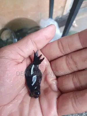Black Moor Gold Fish