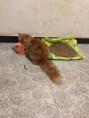 Persian Cat