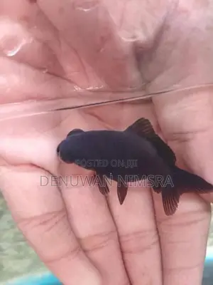 Black Moor Gold Fish