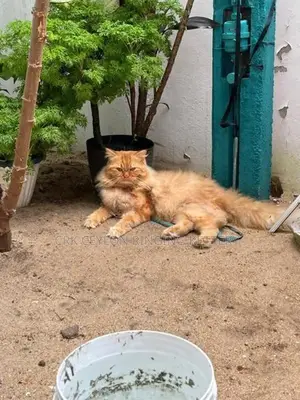 Persian Cat