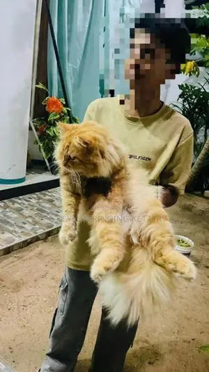 Persian Cat