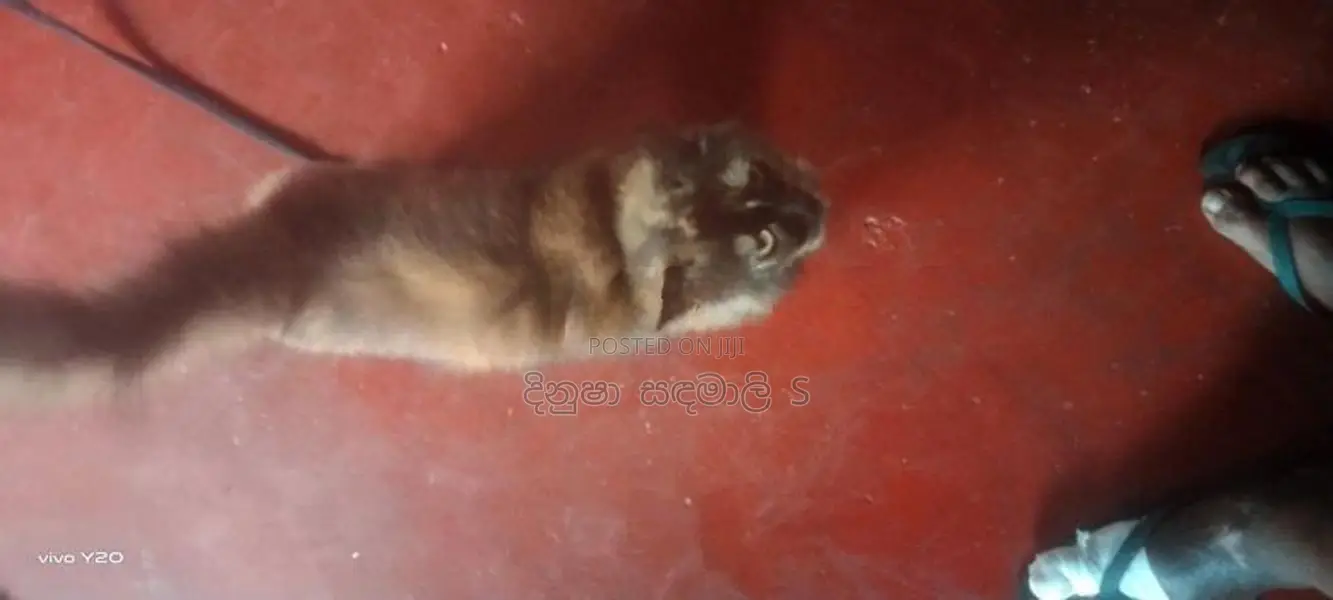 Persian Cat