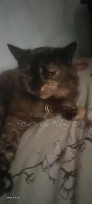 Persian Cat