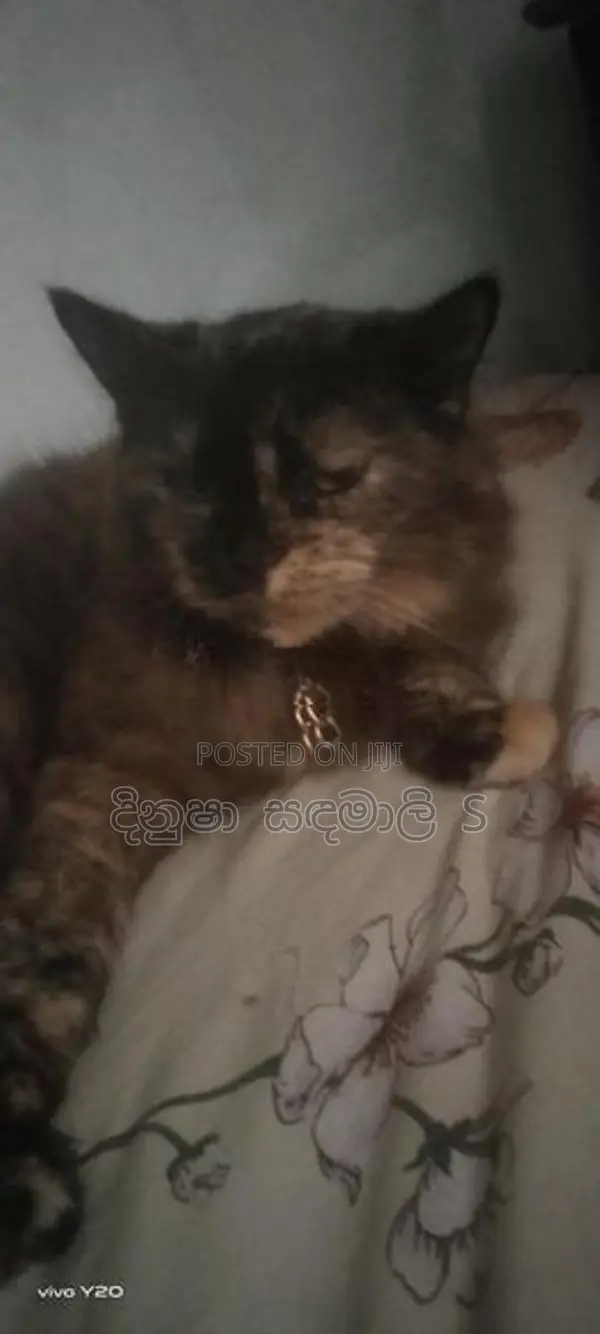 Persian Cat