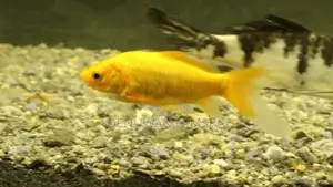 Carp Fish