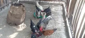 கோழிகள்