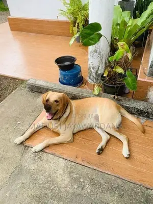 Labrador