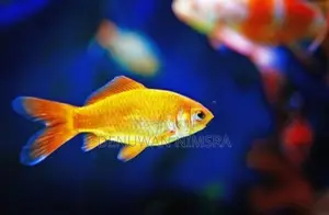 Carp Fish