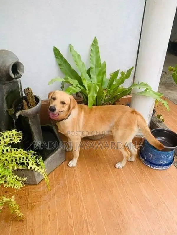 Labrador