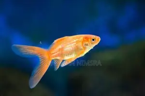 Carp Fish