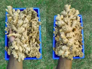 දේශීය බීජ ඉගුරු - Ginger Seeds