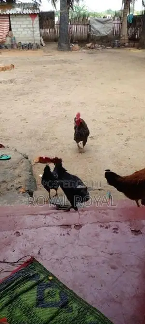 கோழிகள்