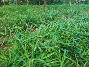 දේශීය බීජ ඉගුරු - Ginger Seeds