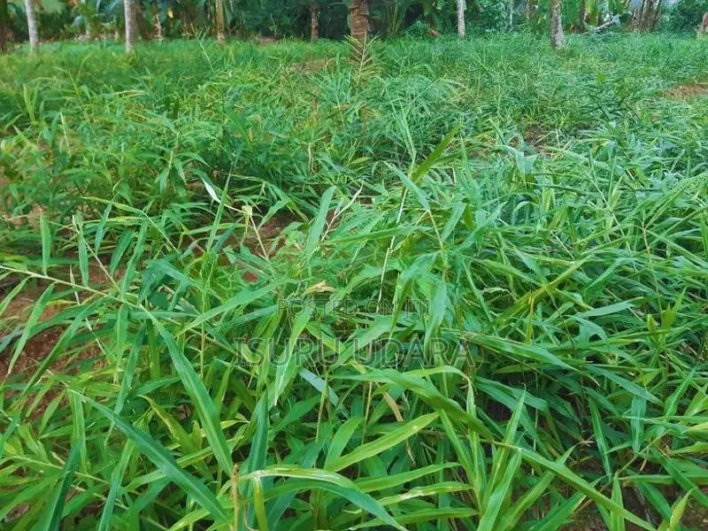 දේශීය බීජ ඉගුරු - Ginger Seeds