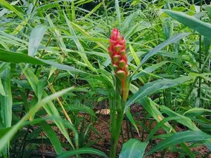 දේශීය බීජ ඉගුරු - Ginger Seeds