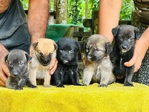 German Shepherd Cross Puppies