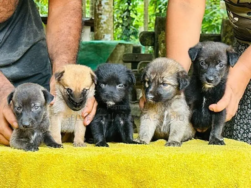 German Shepherd Cross Puppies