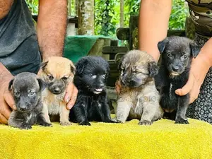 German Shepherd Cross Puppies