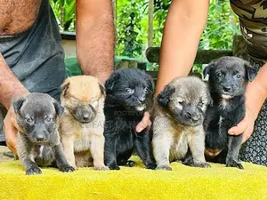 German Shepherd Cross Puppies