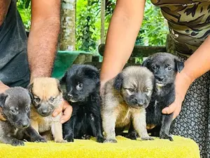 German Shepherd Cross Puppies