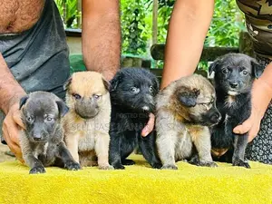 German Shepherd Cross Puppies