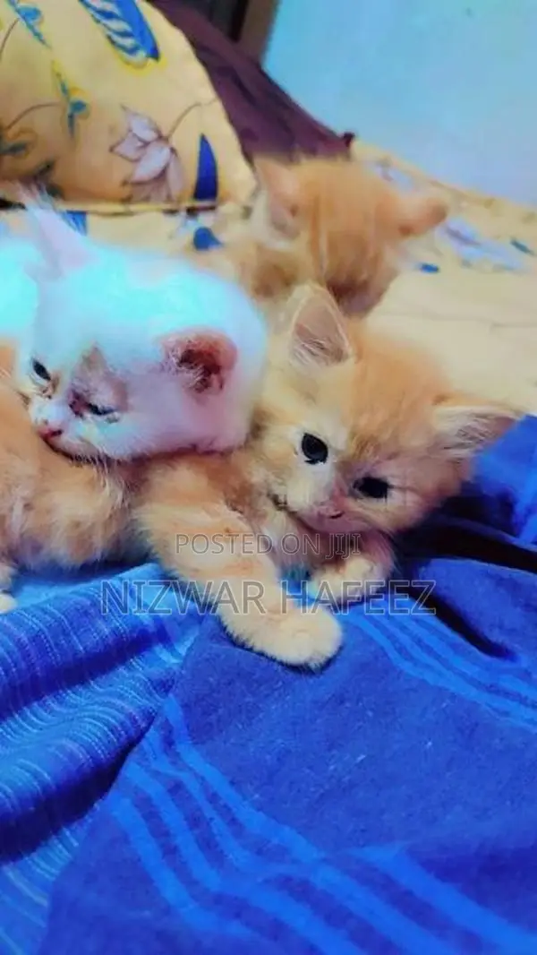 Persian Kitten