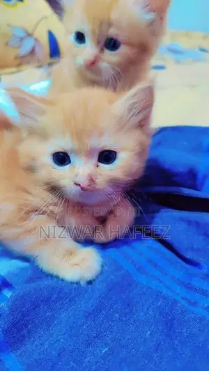 Persian Kitten