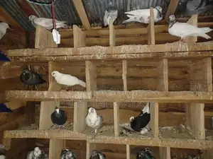 Pigeon
