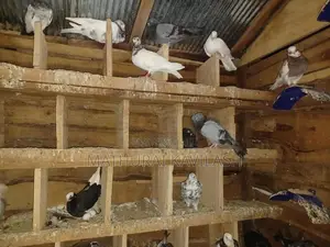 Pigeon