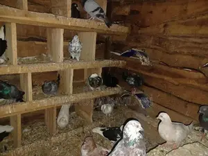Pigeon