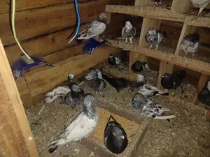 Pigeon