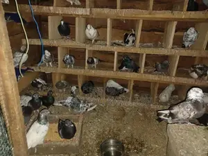 Pigeon
