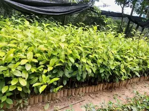 තේ පැළ