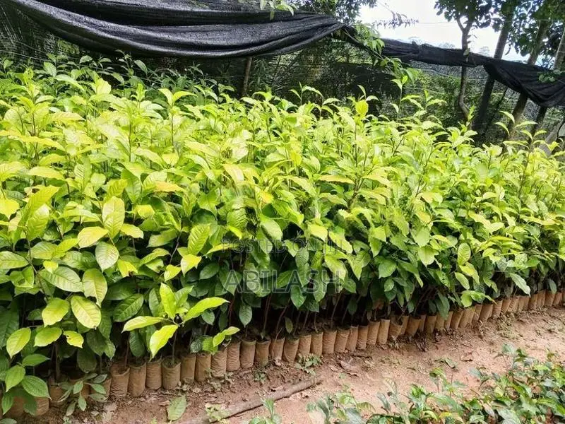 තේ පැළ