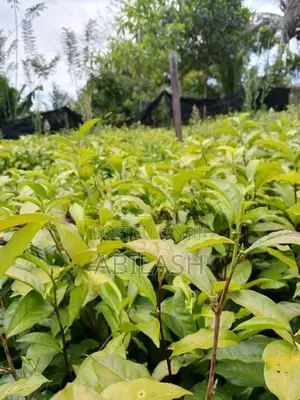 තේ පැළ