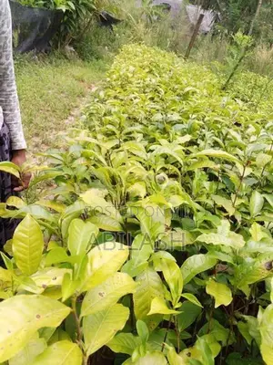 තේ පැළ
