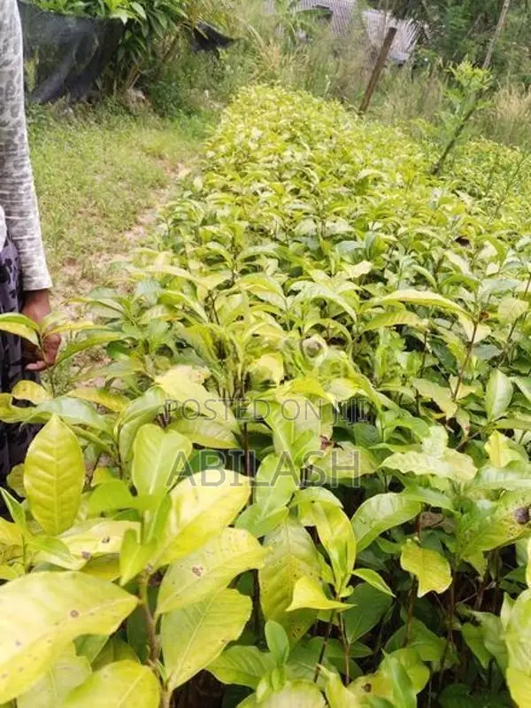 තේ පැළ