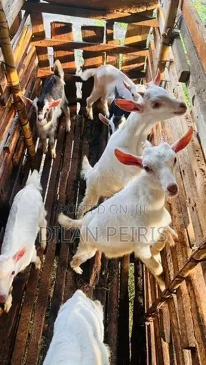 Saanen Goats