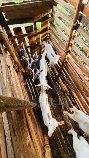 Saanen Goats