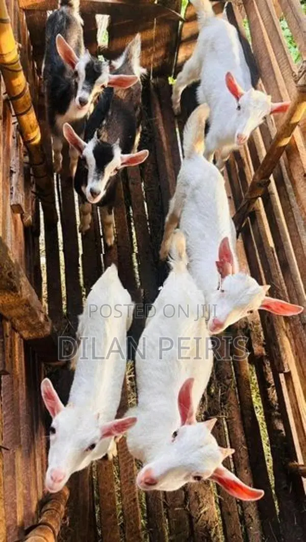 Saanen Goats