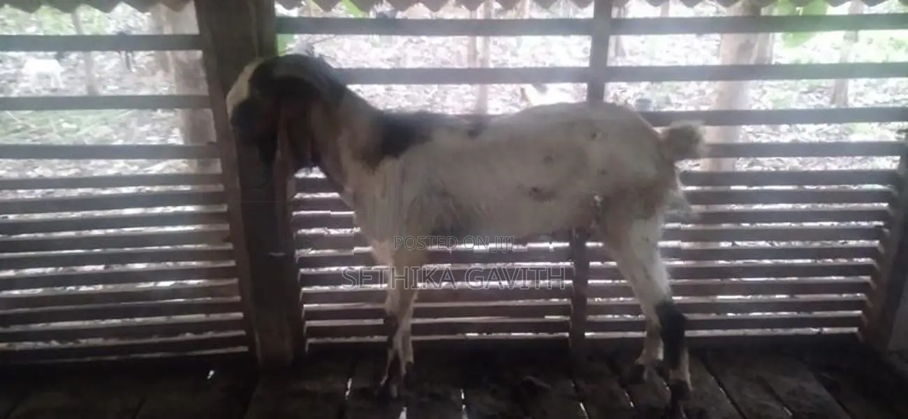 Farm Goat