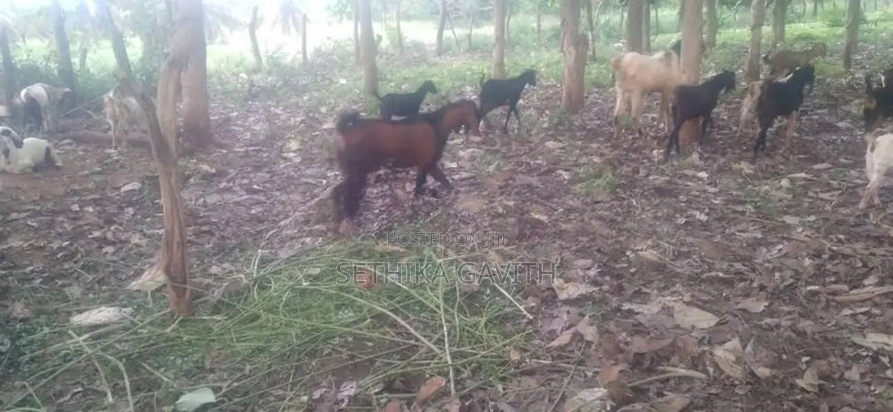 Farm Goat