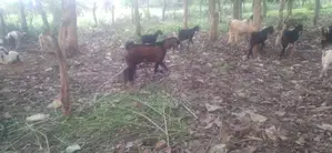 Farm Goat