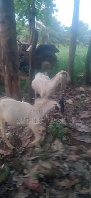 Farm Goat
